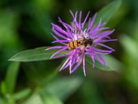 Gemeine Winterschwebfliege